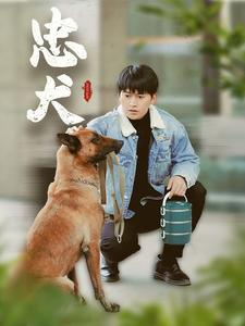 忠犬（34集）温柔追捕短剧