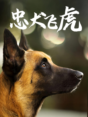忠犬飞虎（33集）红果免费看短剧