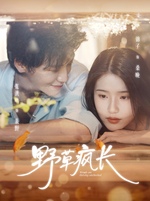 野草疯长（71集）热门爆款短剧