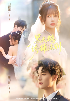 黑天鹅诱捕法册（80集）好看短剧追不停