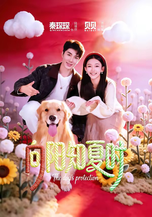 向阳知夏时（80集）在哪个平台看好