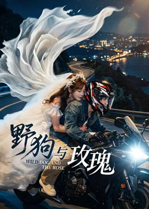 野狗与玫瑰（30集）短剧全集免费看
